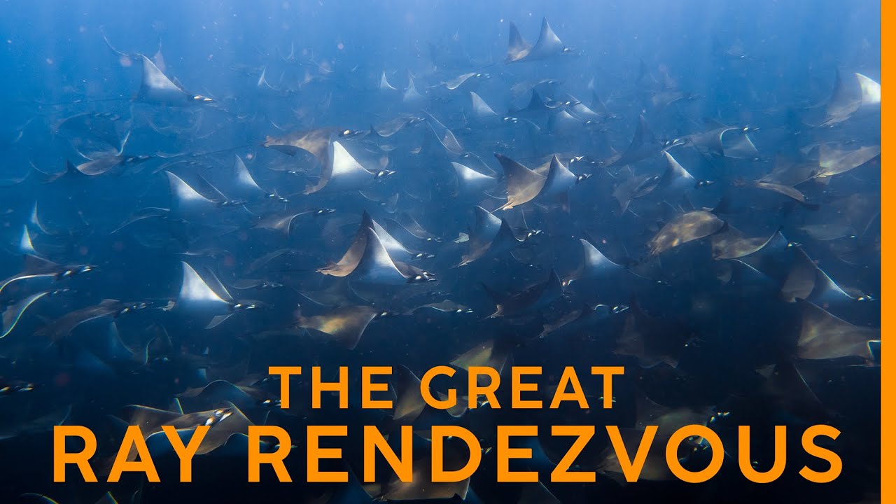 This is the LARGEST Migration of Rays in the WORLD! - YouTube
