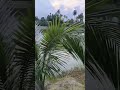 Green 💚🍏 Assam #viral #travel #trending #love #reels #song #assam #india #indian #indianrailways