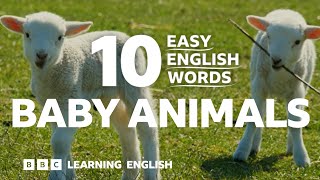Baby Animals: 10 Easy English Words 🐣🐕🐑🦘🐱