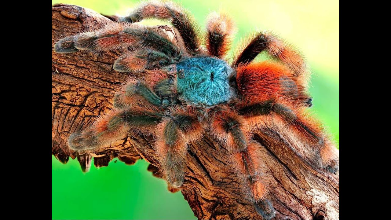 Авикулярия версиколор