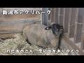 【新潟市アグリパーク】 ヒツジの「わたあめ」の追悼
