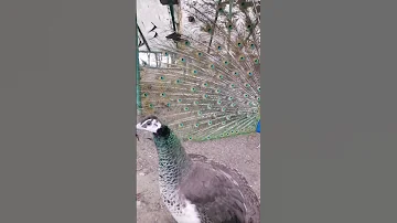 РЕДКИЕ КАДРЫ!! Брачный Танец Павлинов!! ЭТО ЧТО-ТО!!!
