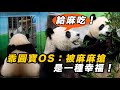 🥰 圓寶OS：今天保育員哥哥上課短短幾秒鐘？被麻麻搶吃竹葉 就是很幸福💗！沒有團團的日子第七天 ｜20221125 星期五