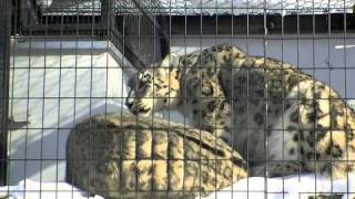 ペアで過ごすユキヒョウ~Snow Leopards Couple