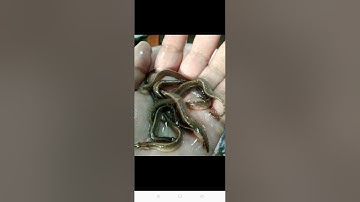 trại cá giống gia lai,cung cấp đủ loại cá giống,xin vui lòng liên hệ,0372076731, gặp sơn