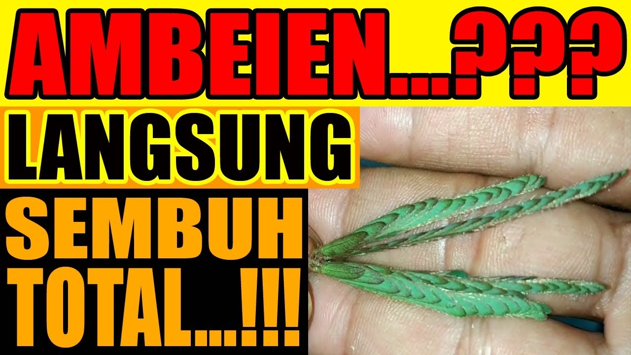 AMBEIEN...??? TERBUKTI, Langsung Sembuh Total...!!! | Cara Mengobati