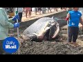 Dead blue whale found washed up on a japanese beach