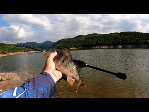 ალგეთის აქტიური ქორჭილა, favorite black swan - blue bird