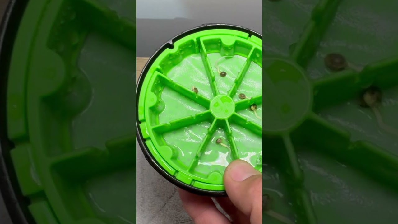 Trying out the Cannakan