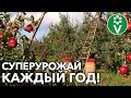 ДВЕ САМЫЕ ВАЖНЫЕ ПОДКОРМКИ ДЛЯ САДА В АВГУСТЕ!