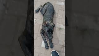 Obedience training guide with Cane Corso Nubia