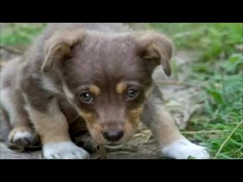 Video: Kas? Tai veterinarijos gydytojų šunų valgymo pasaulis