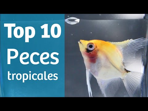 Video: Tipos de peces de acuario tropical de agua dulce