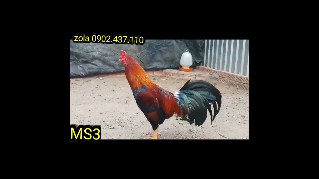 TOP GÀ NÒI CHUẨN ANH EM ƠI - TRẠI GÀ DIỆP LONG 0902.437.110