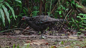 Germain's peacock-pheasant