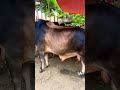 🐮 Cows In Action! 🎉 #Shorts