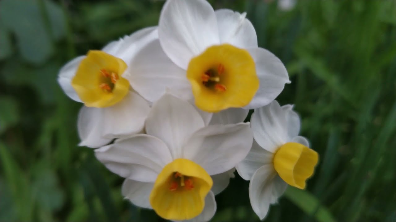 spring flower blooms 