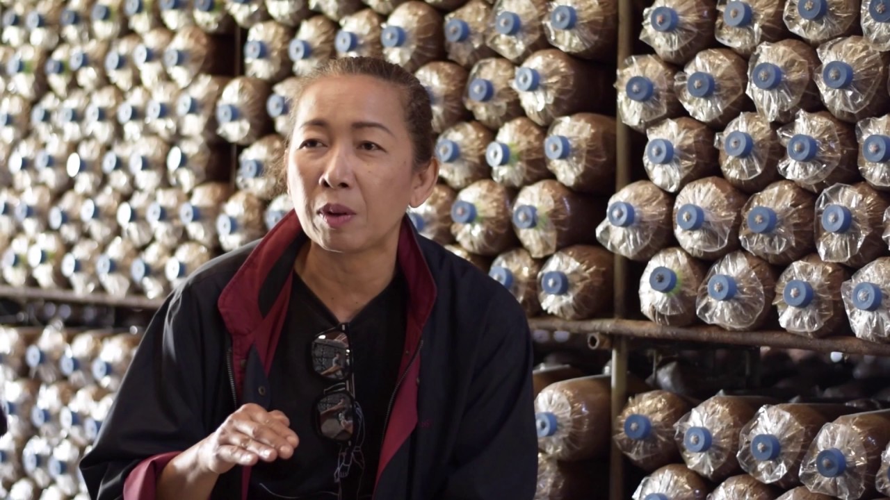 วิถีเกษตร ตอน เกษตรกรผู้เพาะเห็ด