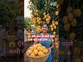 😱 1 पेड़ में सैकड़ों Hybrid आम! 🥭🔥 | Smart Mango Farming #Shorts #viral #trending #mangofarmers