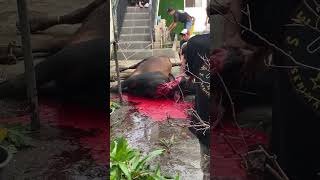 Download Lagu Pemotongan sapi di utan kayu 2025 MP3