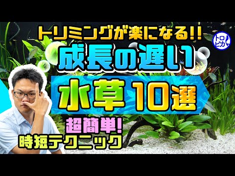 “超”簡単!成長の遅い水草10選!トリミングの手間を激減させます