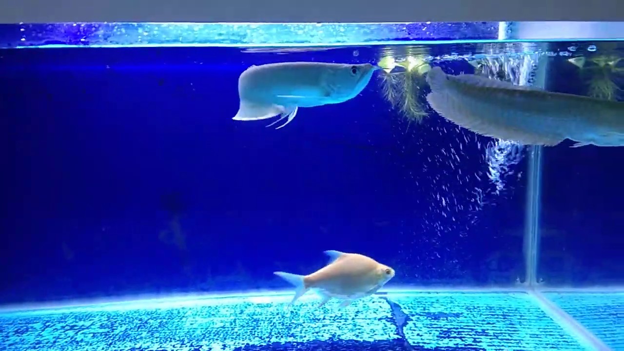 Ikan arwana silver