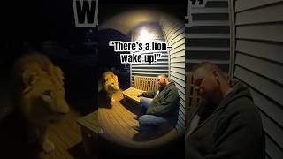 Man Wakes Up to a Lion on His Porch! 😱🦁 #animals #wildlife #shorts #lion #ai