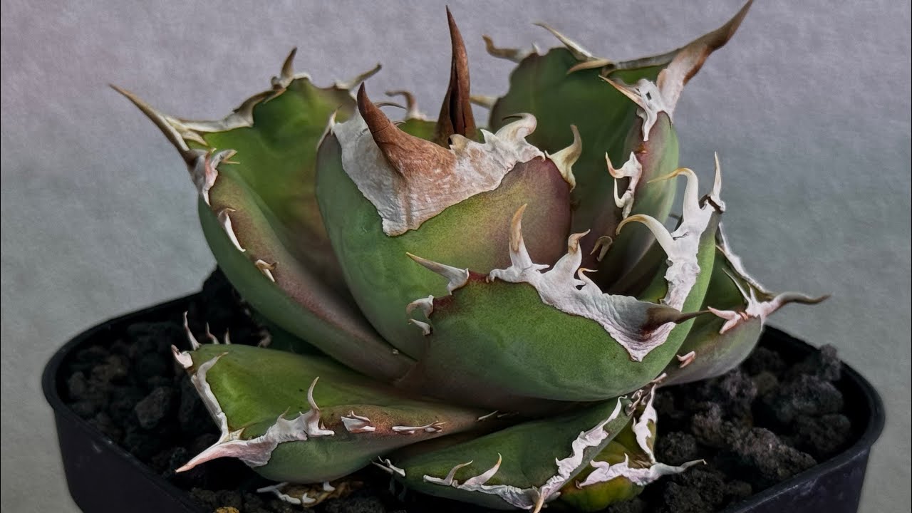 アガベ・チタノタ 白巫-003｜agave Titanota Wizard | Plus_Pl