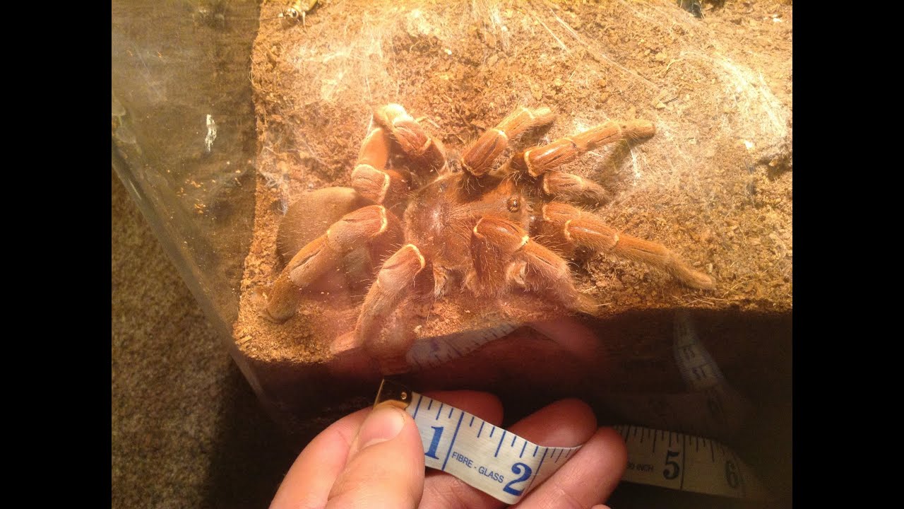 tarantula spider Tartan Tarantulas A+ - Whiteyr44 Comeback Vid.