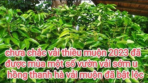 Hiện tại vải thanh hà u hồng vải thiều muộn lục ngạn năm 2023 chưa có cơ sở được mùa