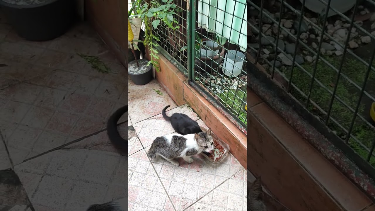 Feeding stray cats. Trying new cat food brand (Dear Kat)