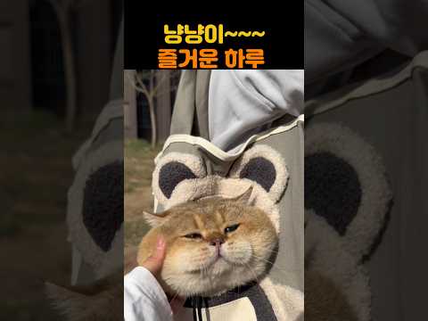 냥냥이~~~즐거운 하루 #냥냥이 #고양이일상 #냥이브이로그 #고양이하루#캣유튜브 #규냥규냥 #귀여운고양이 #힐링영상 #반려묘브이로그#냥스타그램 #묘생샷
