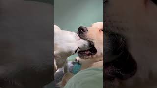 Caring Dog Thoroughly Licks Another's Mouth