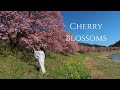 Why do Japanese love Cherry Blossoms? part 1// Japan Travel