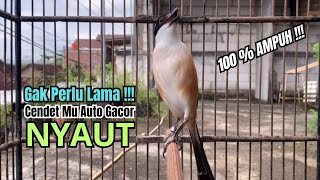 burung cendet gacor JITU BONGKAR ISIAN PANCINGAN CENDET AGAR BUNYI jadikan BURUNG PENTET GACOR EMOSI