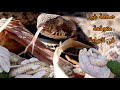 حقن سم الحية الغريبة السوداء فى الكوبرا المصرية والحية المقرنة/ الطريشة مع احمد الدكرونى