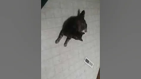 Moxee playing with the laser.