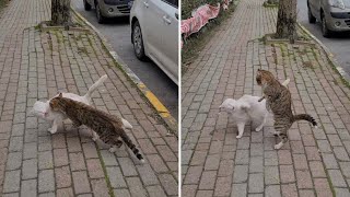 Male Cat Approaches Angry White Female Cat but is beaten by female Cat.