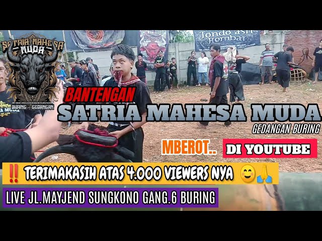 Bantengan SATRIA MAHESA MUDA gedangan buring class=