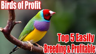 Top 5 Most easily Breeding Birds To Start a Profitable Business | #profitablebirds | Birds Society