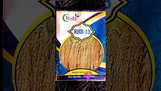 Rishi Hybrid Seeds Pvt Ltd no 1 paddy Best Quality High Yields  #farming