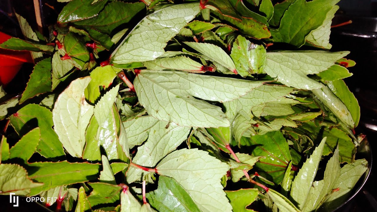 గోంగూర తో ఈ రిసిపి చాలా టేస్టీ గా ఉంటుంది #gongura #pachadi #chutney 