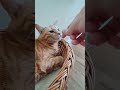 Relaxing in her Basket 🧺