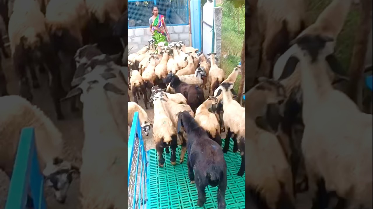 30 sheep sold out Tirupati location , for pure Nellore Jodipi sheepkids contact 9493303333