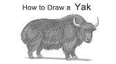 How to Draw a Yak - YouTube
