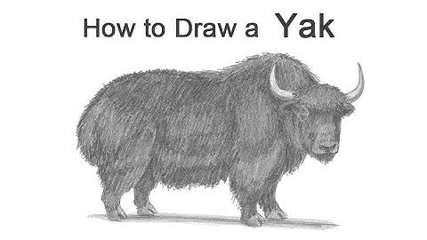 How to Draw a Yak