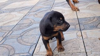 25 Days Old Doberman Puppies Playing With Mom | Luna