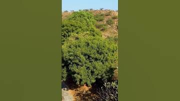 Breath | Winter & Green trees #shortsfeed #shorts #djimavicmini #nature #dji