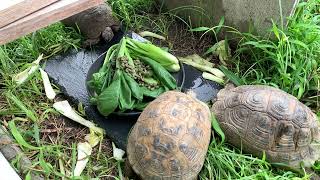 マルベリックドライを我が家のリクガメにあげてみたの回