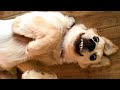 Videos Divertidos De Perros 🤣 Videos De Risa De Animales